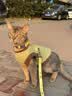 TOUCHDOG它它猫咪牵引绳遛猫绳胸背心式防挣脱工字幼猫链子溜猫绳 彩虹糖 M码【16斤以内】 绳长1.2m 实拍图