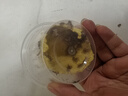 品云美宠白蟋蟀活体蛐蛐活物爬宠蜥蜴守宫鬃狮蜘蛛活食饲料 白蟋蟀0.3-0.7cm 50只 实拍图