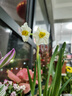 水仙花种球年宵绿植花卉室内水培桌面盆栽植物土培种球 水仙种球 【尝新款】水仙种球1个(7-8cm) 实拍图