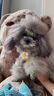 嬉皮狗小狗狗牵引绳背心式遛狗绳子小型犬胸背带狗链子 S码 建议1-6斤 实拍图