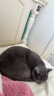 HELLOJOY猫碗狗碗宠物食盆猫咪双碗粮盆自动饮水机喝水器喂食用品 棕色 实拍图