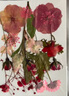 澳颜莱 真树叶植物标本干花压花幼儿园手工贴画diy材料包制作书签真花朵 国色生香系列F款 实拍图