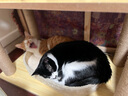 华元宠具（hoopet）大型猫爬架子猫树猫窝一体木质别墅非实木抓柱猫咪玩具太空舱剑麻 实拍图