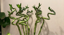 萌肉居水培绿植富贵竹转运竹花卉6根约70cm高富贵弯竹/不含瓶源头直发 实拍图
