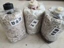 菇婆婆平菇蘑菇种植菌包菌棒盆栽食用菌种家庭趣味栽培阳台采新鲜的蘑菇 灵芝【出口级-1袋装】 袋装 实拍图