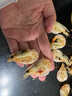 海鲜颂即食大虾干烤虾干虾仁干海虾干海产干货零食干虾海鲜特产源头直发 L 净重500g 实拍图
