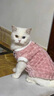 贝初众猫衣服冬季保暖防掉毛幼猫犬猫咪狗狗衣服冬天两脚布偶猫比熊泰迪 樱花粉小熊 M(建议3-5斤) 带牵引扣 金龟绒两脚装 实拍图
