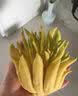 云南新鲜佛手果柑香橼黄色佛手水培观赏清供把玩闻香食用现货速发 3斤新鲜佛手（青黄随机） 实拍图