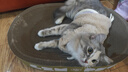 瓜洲牧圆形猫抓板窝耐磨不掉屑猫窝一体猫咪抓盆特大号抓不烂猫爪板耐抓 椭圆形｜巨无霸【适合30斤内】 实拍图