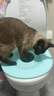 第二代(V2.0)猫训练厕所拉粑粑猫咪重复使用训练器厕所猫猫 新版V2.0蓝色（损坏包赔） pp环保材料 实拍图