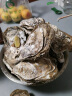 永鲜悦【黑标甄选】乳山生蚝鲜活特大贝类牡蛎火锅烧烤食材带箱5-10斤 【精品】4XL/带箱10斤（约14-20只） 实拍图