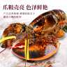 鲜驰熟冻 波士顿大龙虾波龙加拿大进口虾类活虾大龙虾海鲜 波士顿龙虾 净重400-500g*2只 实拍图