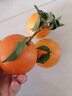 生活＆好管家 四川爱媛38号果冻橙柑橘手剥橙新鲜橙子水果应季时令桔橘子 净重4.5斤【超划算-80%人选】 果径60-65MM【小果】 实拍图