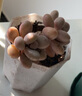 多肉植物小盆栽批发套装多肉组合桃蛋玉露绿植花卉桌面阳台办公桌 虹之玉3cm不带盆土 实拍图