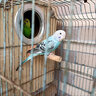 元族活体虎皮鹦鹉笼养牡丹玄凤活鸟学说话手养小太阳鹦鹉和尚鹦鹉宠物 蓝黑头爱情鸟（公母一对） 实拍图