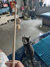柒哦猫玩具逗猫棒猫咪自嗨解闷玩具耐咬编织小老鼠带铃铛小猫互动玩具 原木逗猫棒四件套 实拍图