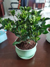 开时果 栀子花盆栽浓香型四季开花卉 阳台花卉好养绿植物源头直发包邮 梅青617瓷盆+底托【120#栀子花】 实拍图