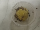品云美宠白蟋蟀活体蛐蛐活物爬宠蜥蜴守宫鬃狮蜘蛛活食饲料 白蟋蟀0.3-0.7cm 50只 实拍图