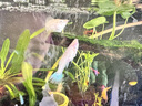 森悠（SARYOR）孔雀鱼纯种观赏鱼小型淡水好养热带鱼活体斑马金鱼凤尾鱼繁殖 天空蓝2对+1对防损【3公3母】 实拍图