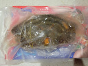 遇上鲜 舟山红膏呛蟹 海鲜 生腌梭子蟹醉蟹 净含量6-8两/只 源头直发 实拍图