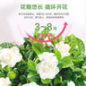 开时果 栀子花盆栽浓香型四季开花卉 阳台花卉好养绿植物源头直发包邮 仿木桶+底托【250#栀子花】 实拍图