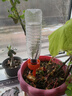 芷郁滴水器自动浇花器渗水器家用自动浇花定时懒人浇水器 3个装 实拍图