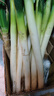 山东安丘铁杆大葱新鲜5斤10斤毛葱蔬菜蘸酱卷饼辛辣脆爽小葱大葱 5斤去皮大葱【净重5斤】 2500g 实拍图