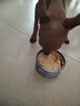 益伴A/D犬康复处方罐95g*1罐狗狗处方粮主食罐产后月子餐绝育术后营养 实拍图