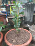 姜南 重瓣虎头茉莉盆栽花卉阳台植物室内白茉莉三叶带花苞观花植物苗 虎头茉莉4年苗 壮苗 实拍图