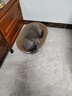 华元宠具（hoopet）猫抓板窝耐磨不掉屑猫爪板磨爪耐抓圆形猫爪盆保护沙发防猫抓大号 椭圆特大号猫抓板 实拍图
