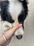 游猎民族狗粮泰迪狗干粮金毛拉布拉多成犬幼犬流浪狗游猎民族全价通用型 试吃40g 实拍图