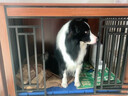 实木狗笼子小型犬中大型犬狗别墅室内狗屋带厕所宠物狗窝木质房子 胡桃色大号110+脚垫板 晒单实拍图