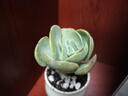 沭之美多肉植物肉肉室内桌面盆栽 西西里+小米缸陶瓷盆 源头直发 实拍图