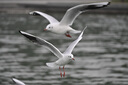 尼康（Nikon）Z卡口镜头 尼克尔 尼康Z系列微单相机镜头 Z 28-400mm f/4-8 VR镜头 官方标配 实拍图