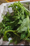 良知农哥【顺丰】山东冰草 新鲜冰菜沙拉蔬菜冰叶 健康轻食 5斤 实拍图