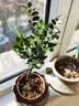 通沭小叶紫檀室内盆栽绿植四季常青植物花卉 小叶紫檀+早安盆源头直发 实拍图