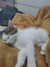 关谷庄猫条猫零食鱼油营养猫咪幼猫湿粮0添加0诱食剂防掉毛成幼猫宠物 营养猫条【组合款】100支送10支 实拍图