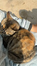 巴厘小猪（BALIPIG）宝宝棉袄女童秋冬季外衣保暖夹棉外套男童棉衣冬装上衣儿童棉服巴 香芋紫 120 cm 实拍图