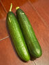 京喜加新鲜无刺水果小黄瓜小青瓜脆甜荷兰脆嫩生吃黄瓜蔬菜 2根 200g 尝鲜装 实拍图