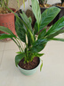 卉轩居白掌盆栽易活一帆风顺水培植物办公室内花卉绿植红掌水养四季开花 特级白掌2株【简易盆】 含盆 实拍图