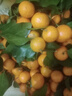 尔蝶广西砂糖橘桔子蜜橘10斤新鲜水果当季薄皮沙糖桔整箱橘子 精选9斤装 净重8.5斤 实拍图