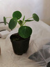 溥畔水培双杆苔藓镜面草盆景镜面草植物上水石微景观好养绿植翠屏金钱 水培【双杆】苔藓球镜面草 +玻璃杯+四方底座 晒单实拍图