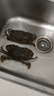 【活鲜】特大青蟹鲜活 超大母膏蟹公蟹肉蟹 年货礼品 公母搭配 1斤 （2-3只） 实拍图