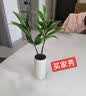 开时果 竹柏小盆景中式创意竹子盆栽 办公室好养桌面植物源头直发包邮 【升级款】竹柏（白筒盆+黑石） 实拍图