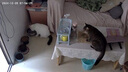 玫斯猫粮（metz）幼猫/成猫猫粮猫全猫粮增肥奶糕英短美短全价美毛 升级款全猫 (10KG) 实拍图