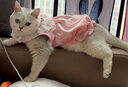 阿莫尔猫咪裙子夏季薄款猫咪衣服可爱粉色南瓜裙布偶蓝猫宠物狗狗公主裙 粉色 XL 建议10-14斤  35cm 实拍图