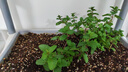 寿禾 香草苗大全薄荷苗盆栽带土可食用秧苗冬春季四季观赏绿植薄荷叶 留兰香薄荷苗5棵 实拍图