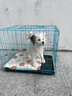 宠乐乖狗笼猫笼 狗笼子中大型犬加粗加密带厕所狗窝家用折叠兔笼宠物笼 银彩色 角钢加粗加密100*60*70cm 实拍图