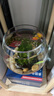 共度（Gong Du）玻璃鱼缸球形圆形缸生态草缸乌龟缸居家创意桌面水族箱观赏金鱼缸 高脚杯大号裸缸20.5*20.5cm 实拍图