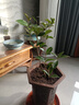 绿丝绦桂花树盆栽四季开花盆景室内庭院阳台开花树苗耐寒绿植花卉树苗 沉香桂 2年苗 实拍图